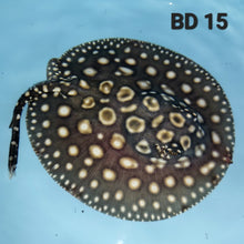 Load image into Gallery viewer, Black Diamond Stingray (Potamotrygon leopoldi)
