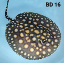 Load image into Gallery viewer, Black Diamond Stingray (Potamotrygon leopoldi)

