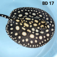 Load image into Gallery viewer, Black Diamond Stingray (Potamotrygon leopoldi)
