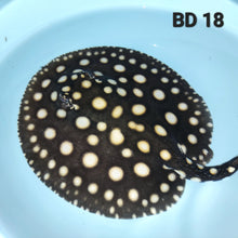 Load image into Gallery viewer, Black Diamond Stingray (Potamotrygon leopoldi)
