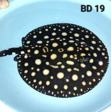 Load image into Gallery viewer, Black Diamond Stingray (Potamotrygon leopoldi)
