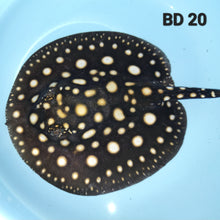 Load image into Gallery viewer, Black Diamond Stingray (Potamotrygon leopoldi)
