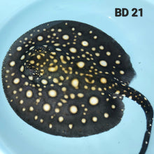 Load image into Gallery viewer, Black Diamond Stingray (Potamotrygon leopoldi)
