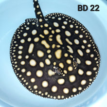 Load image into Gallery viewer, Black Diamond Stingray (Potamotrygon leopoldi)
