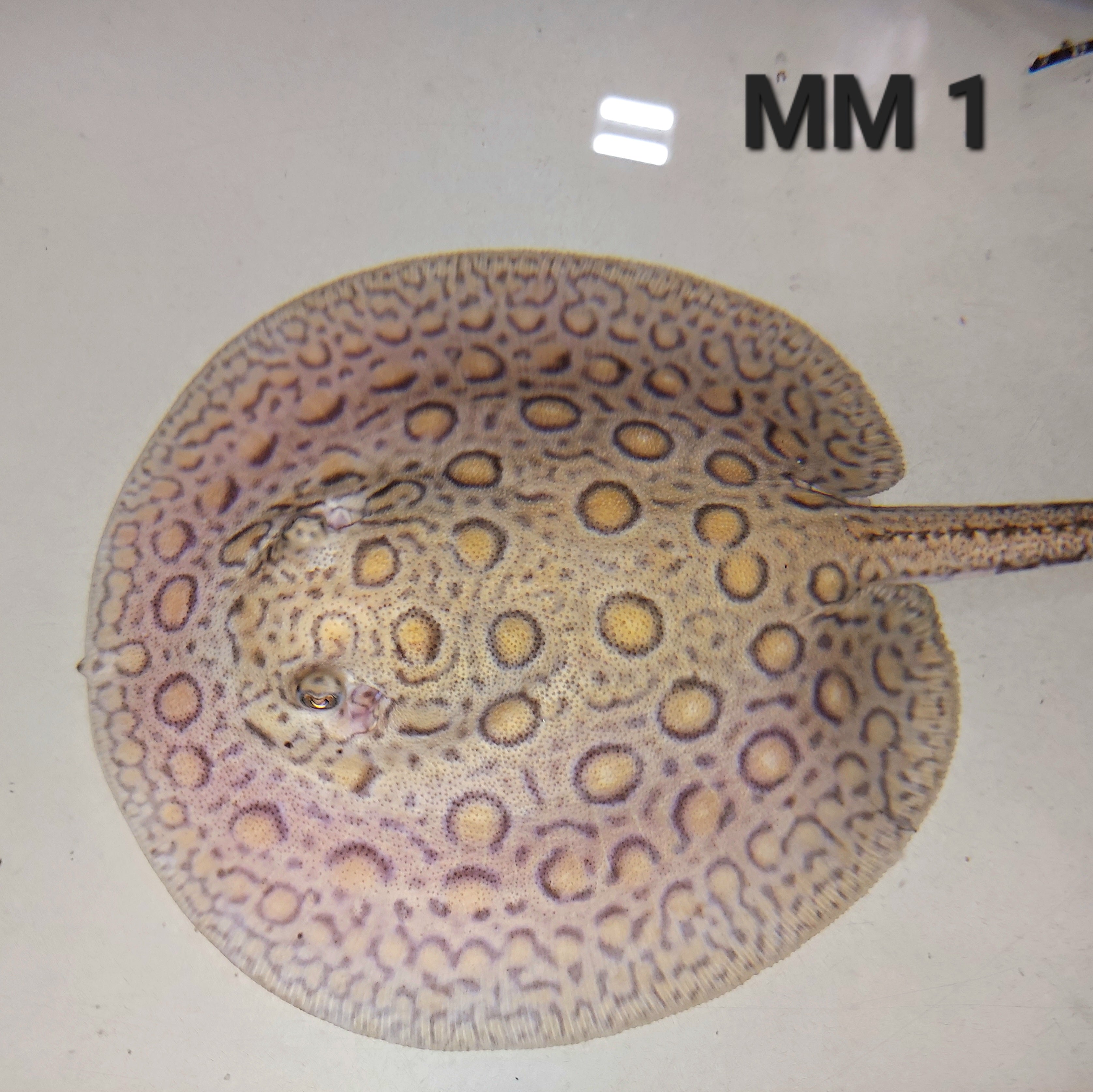 Marbled Motoro Stingray (Potamotrygon motoro)