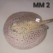 Load image into Gallery viewer, Marbled Motoro Stingray (Potamotrygon motoro)
