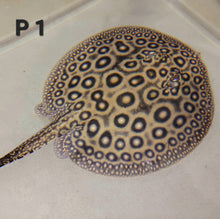 Load image into Gallery viewer, Pearl Freshwater Stingray (Potamotrygon jabuti)
