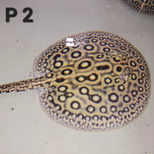 Load image into Gallery viewer, Pearl Freshwater Stingray (Potamotrygon jabuti)
