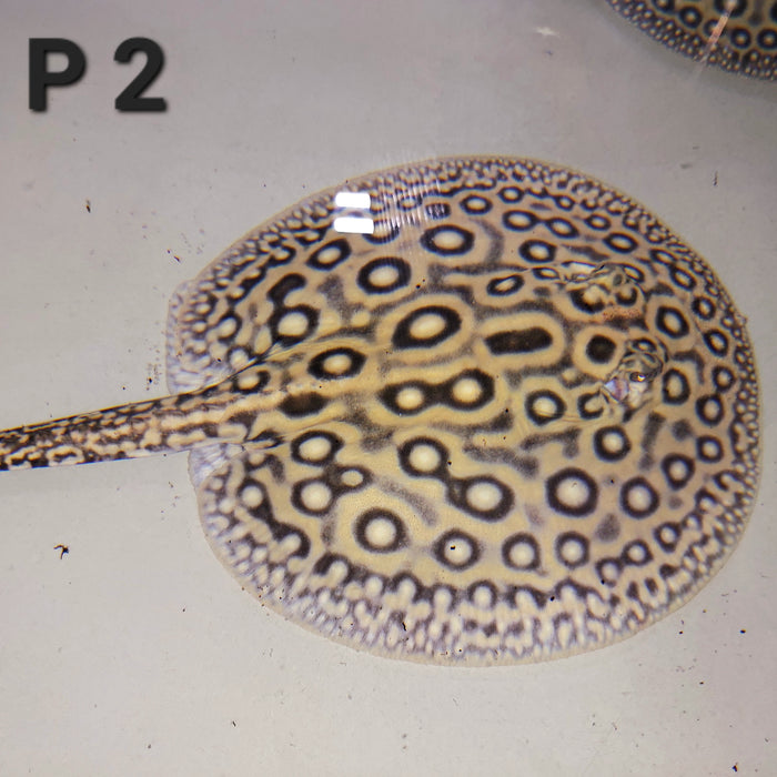 Pearl Freshwater Stingray (Potamotrygon jabuti)
