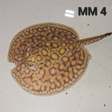 Load image into Gallery viewer, Marbled Motoro Stingray (Potamotrygon motoro)

