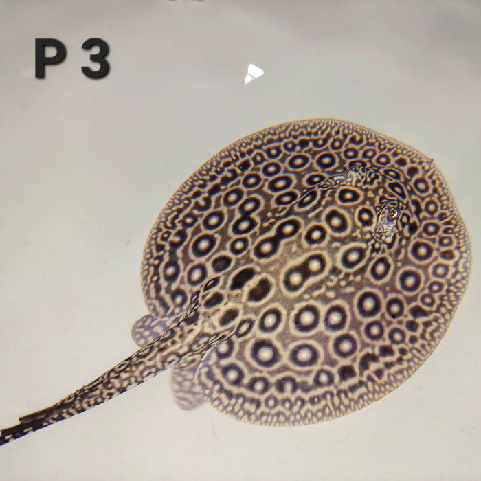 Pearl Freshwater Stingray (Potamotrygon jabuti)