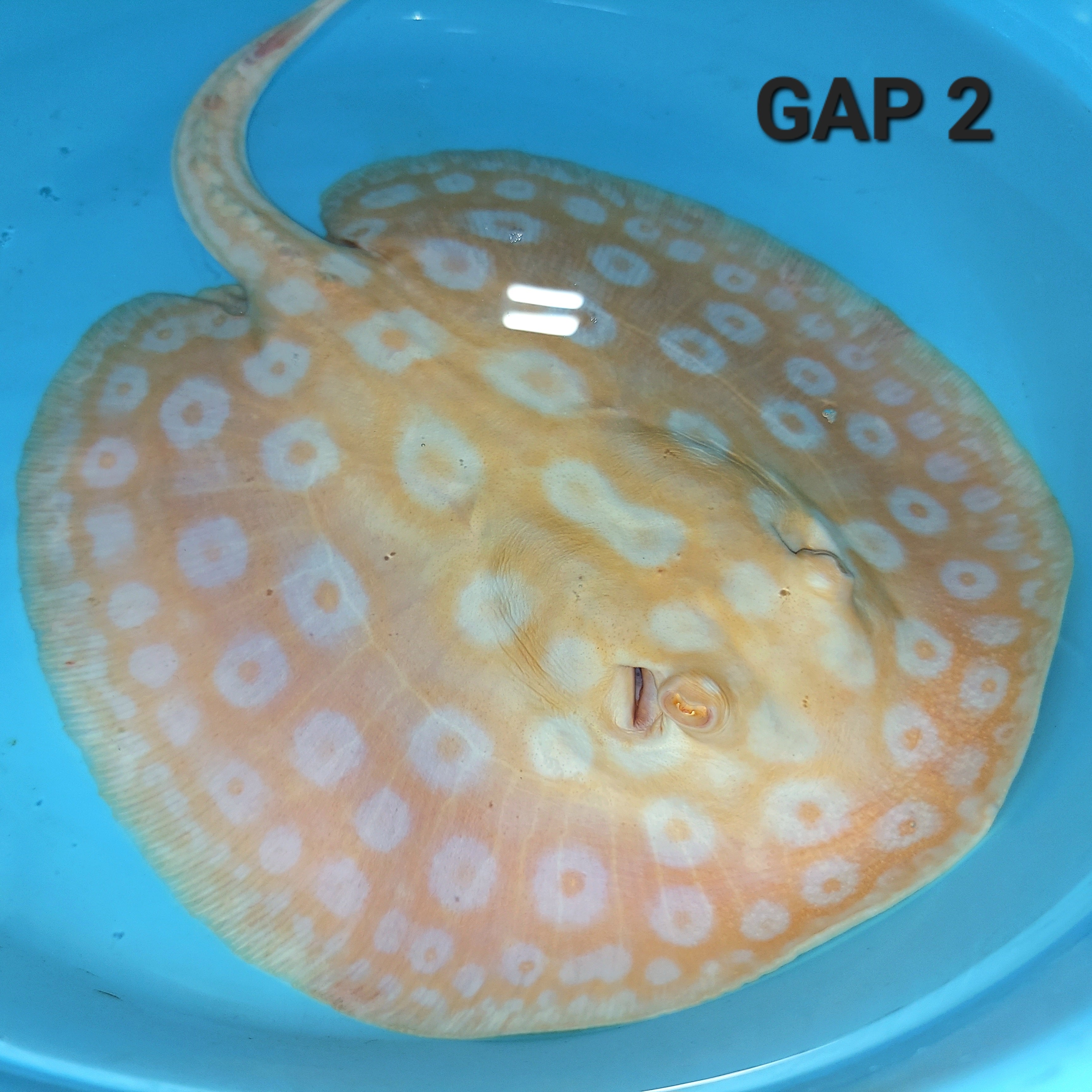 Golden Base Albino Pearl Stingray (Potamotrygon jabuti)