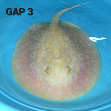 Load image into Gallery viewer, Golden Base Albino Pearl Stingray (Potamotrygon jabuti)
