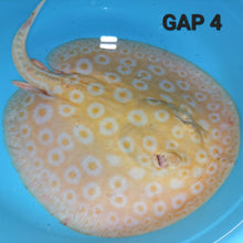 Load image into Gallery viewer, Golden Base Albino Pearl Stingray (Potamotrygon jabuti)
