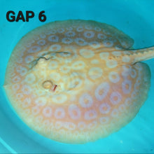 Load image into Gallery viewer, Golden Base Albino Pearl Stingray (Potamotrygon jabuti)
