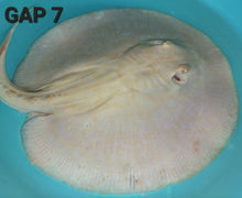 Load image into Gallery viewer, Golden Base Albino Pearl Stingray (Potamotrygon jabuti)
