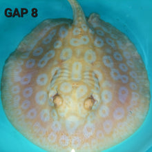 Load image into Gallery viewer, Golden Base Albino Pearl Stingray (Potamotrygon jabuti)
