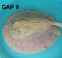 Load image into Gallery viewer, Golden Base Albino Pearl Stingray (Potamotrygon jabuti)
