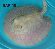 Load image into Gallery viewer, Golden Base Albino Pearl Stingray (Potamotrygon jabuti)
