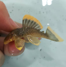 Load image into Gallery viewer, L047 Mango / Magnum Pleco (Baryancistrus chrysolomus)
