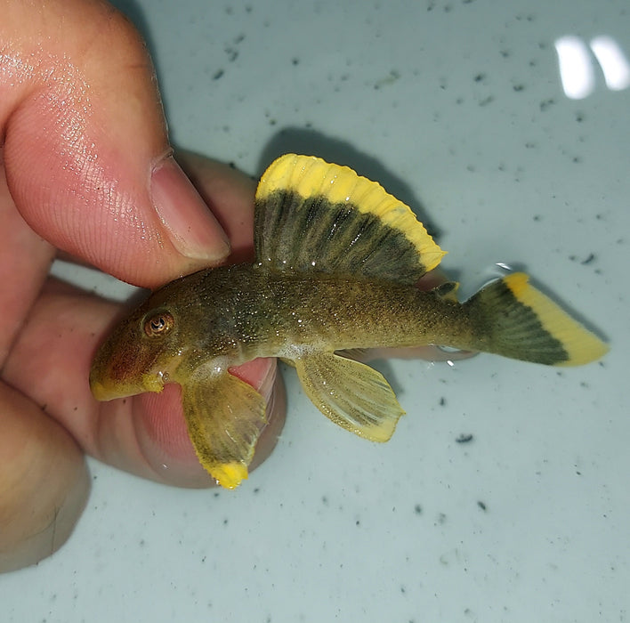 L047 Mango / Magnum Pleco (Baryancistrus chrysolomus)