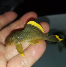 Load image into Gallery viewer, L047 Mango / Magnum Pleco (Baryancistrus chrysolomus)

