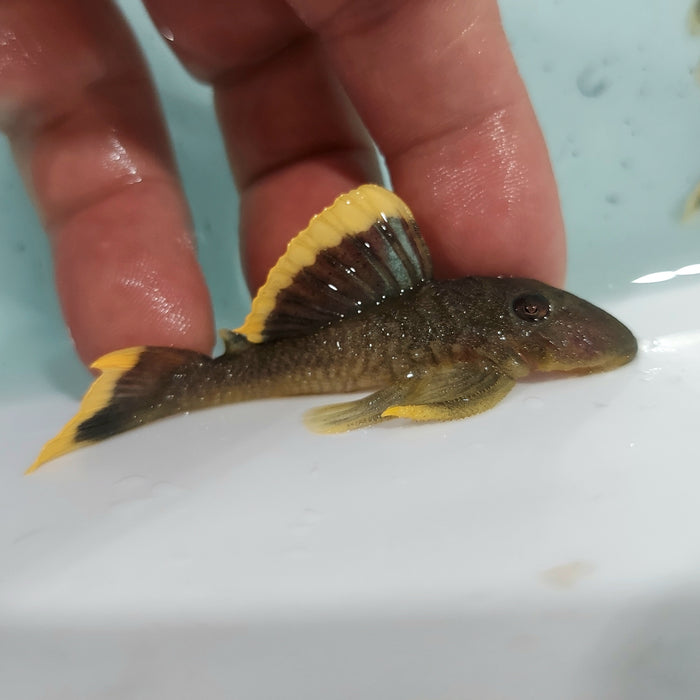 L047 Mango / Magnum Pleco (Baryancistrus chrysolomus)