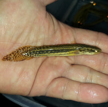 Load image into Gallery viewer, Lapradei Koliba Bichir (Polypterus lapradei)
