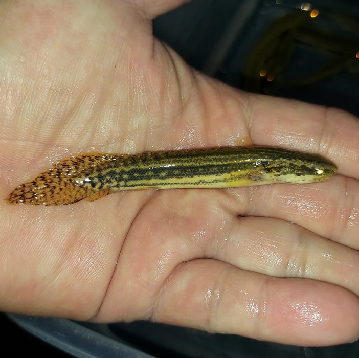 Lapradei Koliba Bichir (Polypterus lapradei)