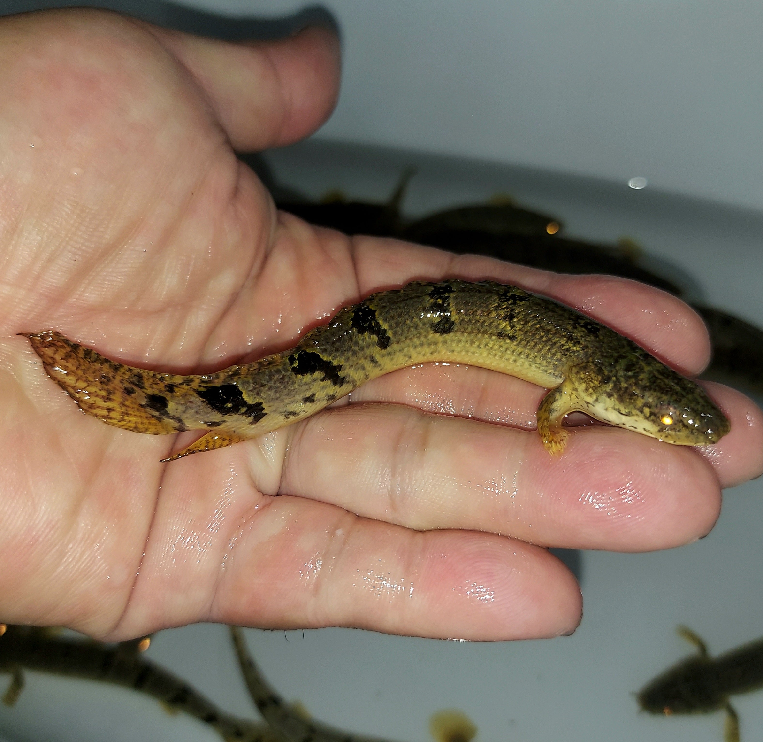 Delhezi Bichir (Polypterus delhezi)