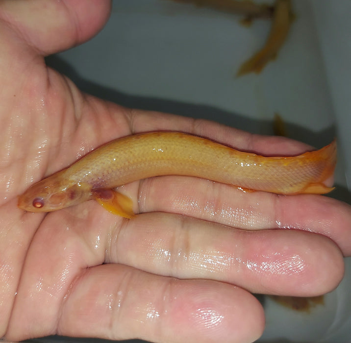 Albino Senegal Bichir (Polypterus senegalus)