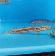 Load image into Gallery viewer, Lapradei Koliba Bichir (Polypterus lapradei)
