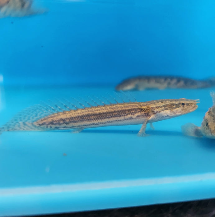 Lapradei Koliba Bichir (Polypterus lapradei)