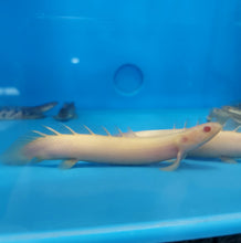 Load image into Gallery viewer, Albino Senegal Bichir (Polypterus senegalus)
