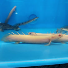 Load image into Gallery viewer, Albino Senegal Bichir (Polypterus senegalus)
