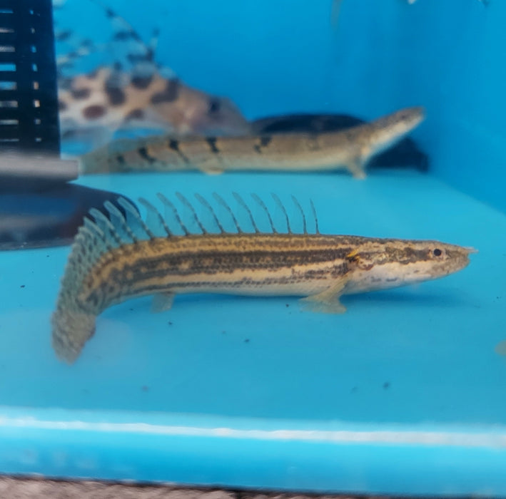 Lapradei Koliba Bichir (Polypterus lapradei)