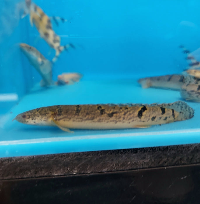 Delhezi Bichir (Polypterus delhezi)