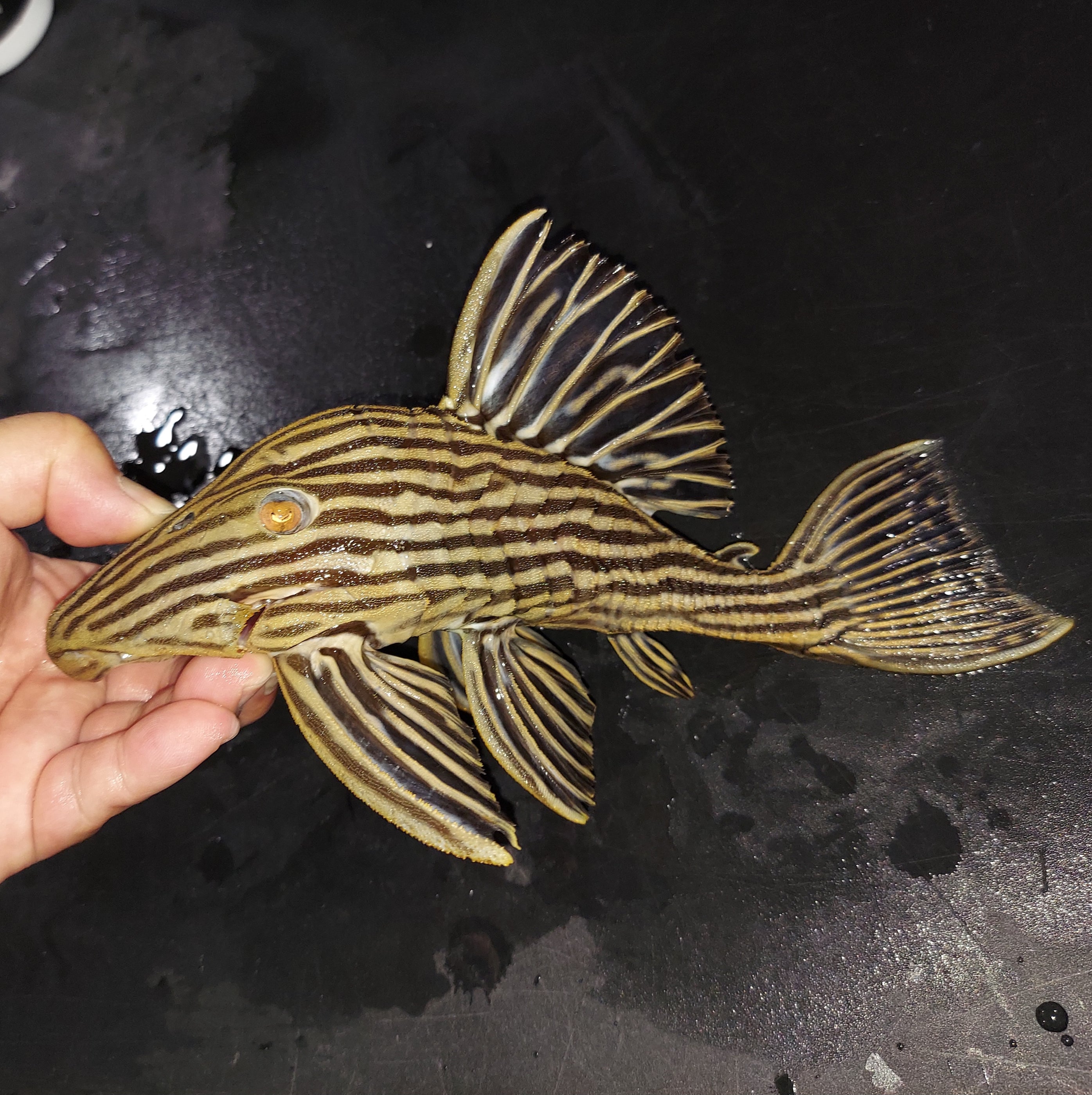L027c Araguaia Gold Line Thunder Royal Pleco (Panaque armbrusteri ...