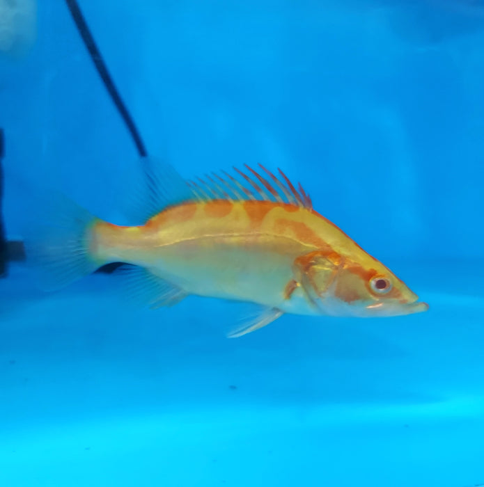 Albino Chinese Perch (Siniperca chuatsi)