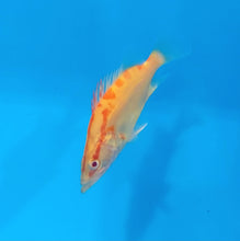 Load image into Gallery viewer, Albino Chinese Perch (Siniperca chuatsi)
