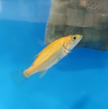 Load image into Gallery viewer, Golden / White Mandarin Perch (Siniperca scherzeri)
