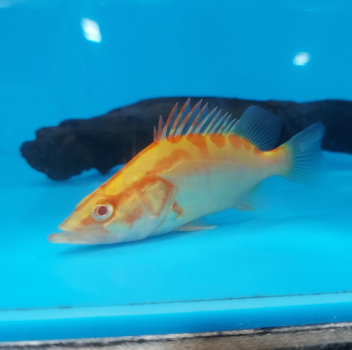 Albino Chinese Perch (Siniperca chuatsi)