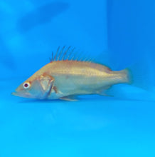 Load image into Gallery viewer, Albino Chinese Perch (Siniperca chuatsi)
