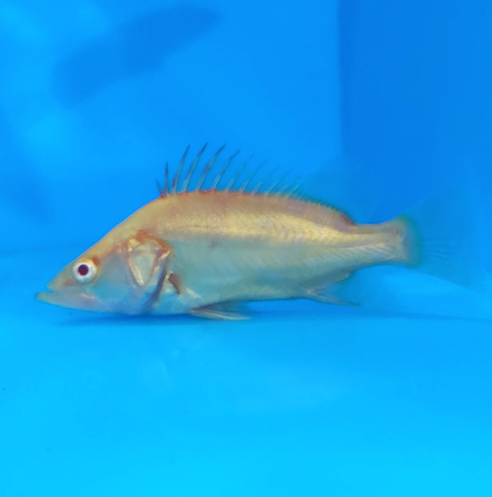 Albino Chinese Perch (Siniperca chuatsi)