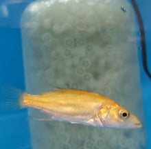 Load image into Gallery viewer, Golden / White Mandarin Perch (Siniperca scherzeri)
