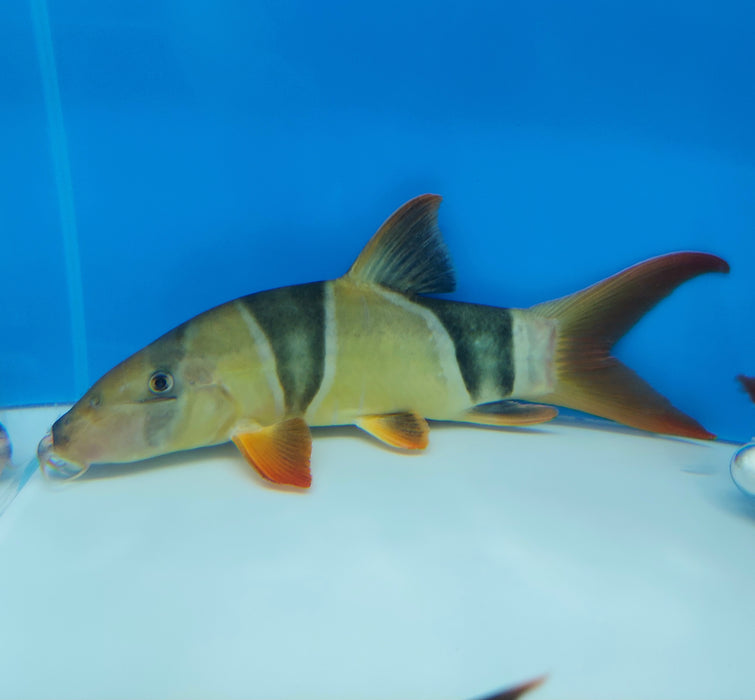 Clown Loach (Chromobotia macracanthus)