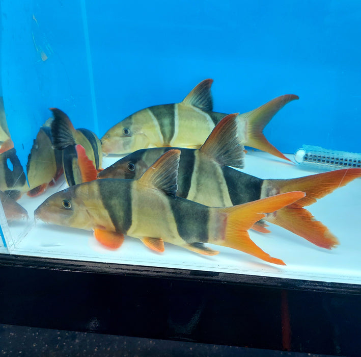 Clown Loach (Chromobotia macracanthus)