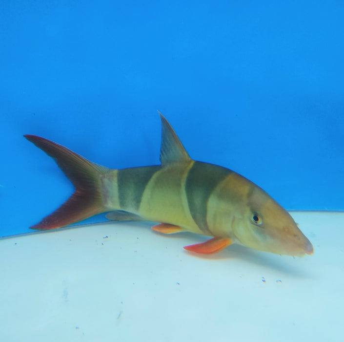 Clown Loach (Chromobotia macracanthus)