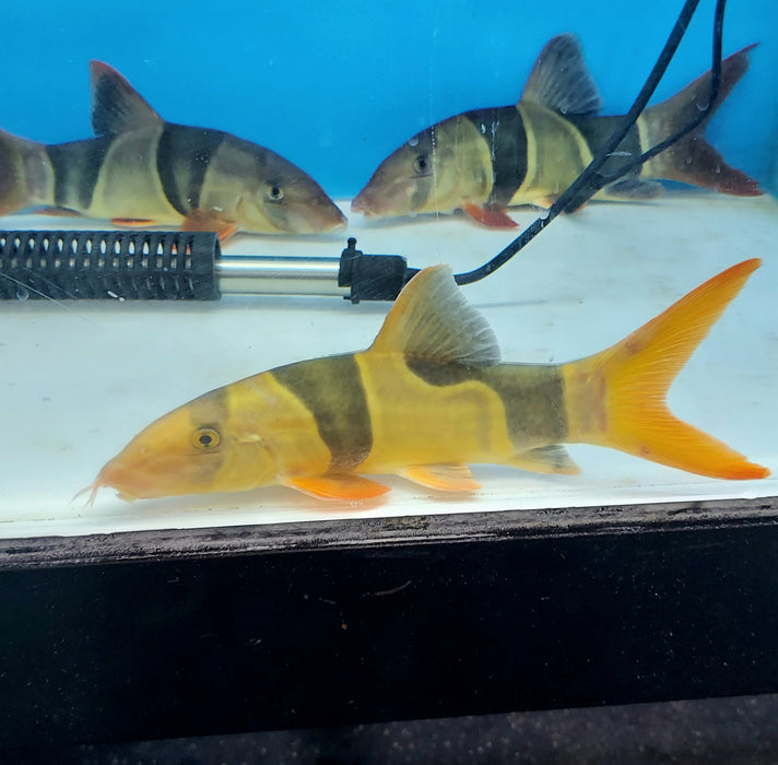 Clown Loach (Chromobotia macracanthus)