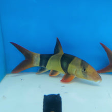 Load image into Gallery viewer, Clown Loach (Chromobotia macracanthus)
